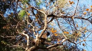 БЕЛКА С ШИШКОЙ В ТАЙГЕ ? ЗОЛОТАЯ ПРИМОРСКАЯ ОСЕНЬ