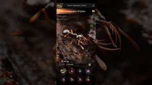🐜🐜the ants underground kingdom тауматомирмакс атрокс топовый атакующий спец муравей.