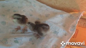 🌻КУРЫ🌻ВОЙНА С КРЫСАМИ#ЦЫПЛЯТА#ЦЫПЛЯТКА#