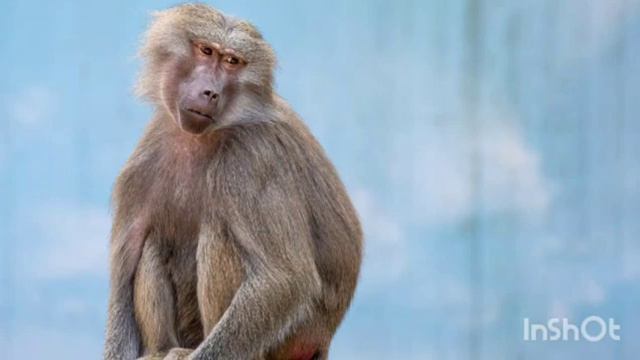 🧔😧🧔Елена Ланге: в окружении мафии, опять влипли. Марина Нова: наступила ж💩а!