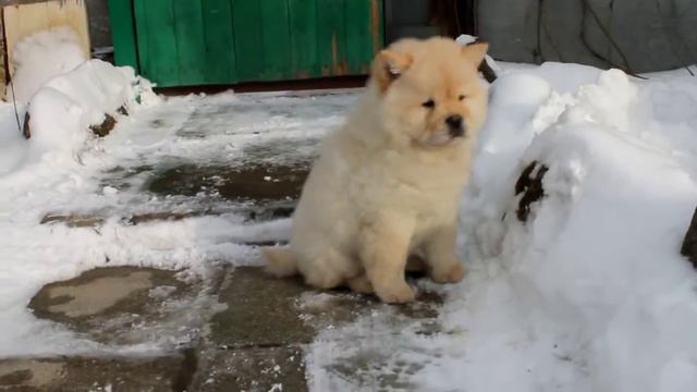 Фэнтези Стайл Браво Бланш смотреть онлайн