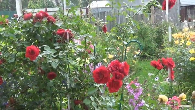 МОЯ ЛЮБИМАЯ ДАЧА//выкапываем чеснок//пробуем картошечку. смотреть онлайн