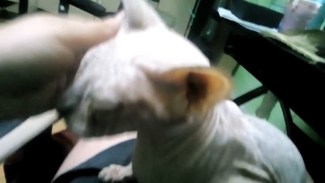 Лысая киска. Завал на работе. Парень заставляет худеть. Усталость и боль. смотреть онлайн