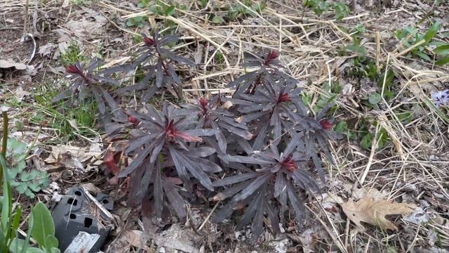 Ранние многолетники | Обзор в саду смотреть онлайн