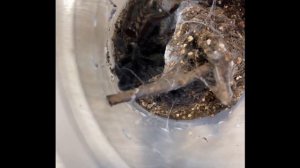 Psalmopoeus Irminia- древесный ,тигровый паук птицеед.