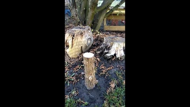 Грибы шиитаке на даче смотреть онлайн