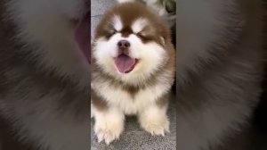 Милые собачки, милые мордашки и няшки щеночки. #shorts