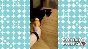 Кошка, которая ненавидит цитрусы. Видели видео? Фрагмент выпуска от 24.10.2021