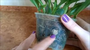 Онцидиум твинкль (Onc. tiny twinkle cinnamon)