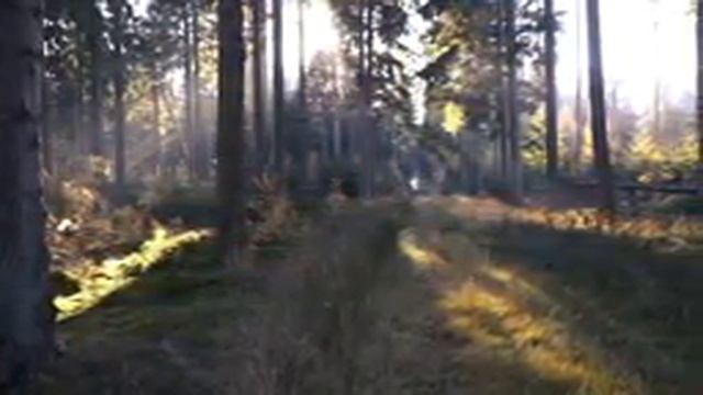 Звуки природы, пение птиц, Звуки Леса, для релаксации, сна, Медитации, Relax 6 часов смотреть онлайн