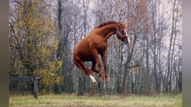 20 фактов про лошадей. смотреть онлайн