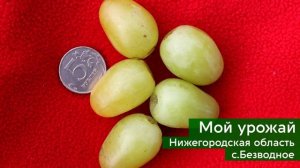 САЖАЕМ ВИНОГРАД. ЗАЧЕМ ?