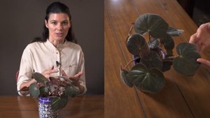 Begonia acetosa Houseplant Care — 202 of 365