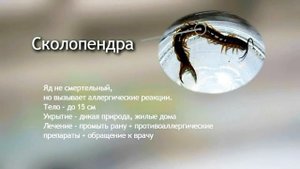 Опасные насекомые Крыма!!!