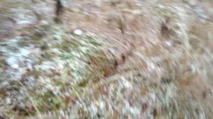 Сбор ягод в Карелии. День 103. Клюква.