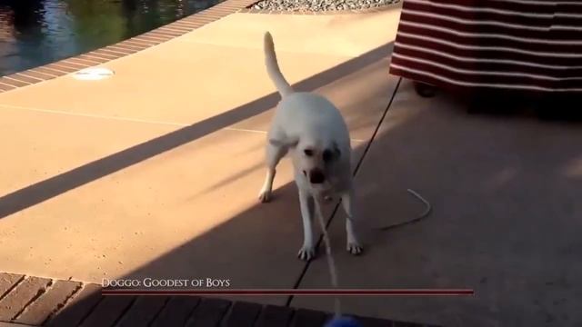 doggo the goodest of boys смотреть онлайн