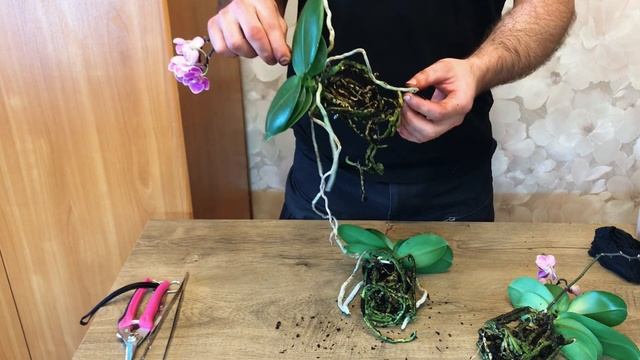 Пересадка трех новых орхидей вместе, после покупки. смотреть онлайн