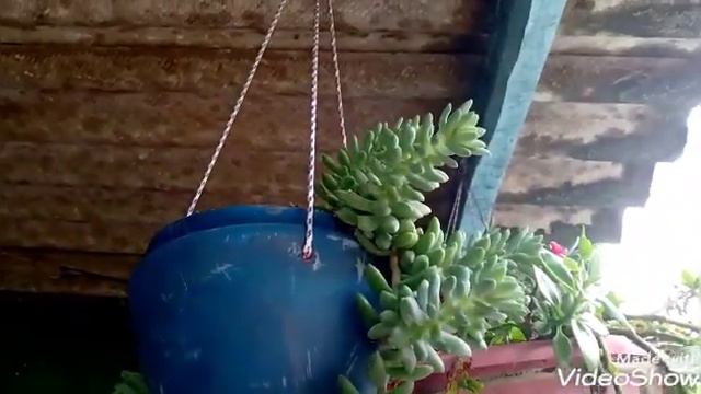 Suculentas em arranjos reciclados Echeveria Perle yon Nurnberg lindaaa смотреть онлайн