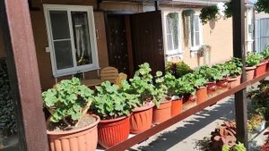 Как сохранить пеларгонию зимой. Осенняя обрезка для пышного куста. Подготовка пеларгоний к зимовке.