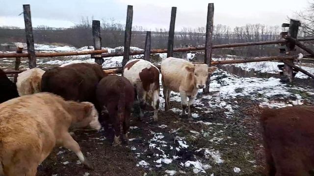 Беспривязное содержание быков  , прогулка в новом базу