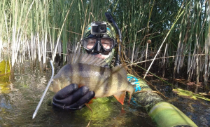 Подводная охота Лучшие моменты за весь этот сезон ЧАСТЬ 2