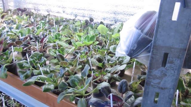 Сезон продаж фиалок окончен. Обзор. смотреть онлайн