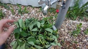 Подготовка клубники к посадке