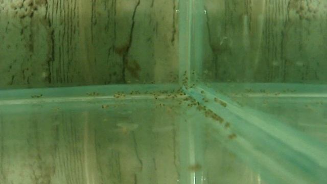 Мальки скалярий