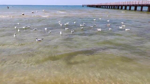 Чайки на морском побережье