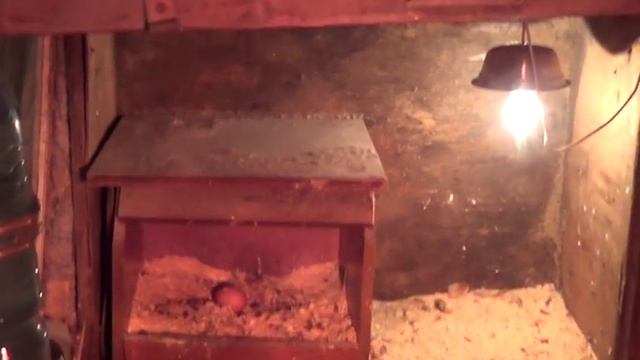 Содержание кур зимой в подвале