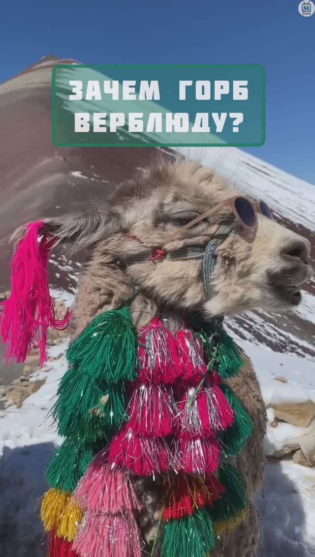 Зачем верблюду горб? Интересное видео