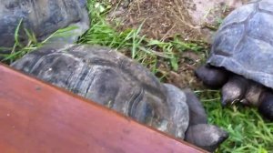 Giant Aldabra Tortoises on Praslin Seychelles