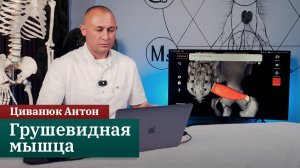 Анатомия костно-мышечной системы ▶️ Грушевидная мышца. Циванюк А.В.