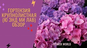 Гортензия крупнолистная (Ю энд Ми Лав) Обзор.