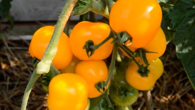 Сорта томатов для северных районов смотреть онлайн