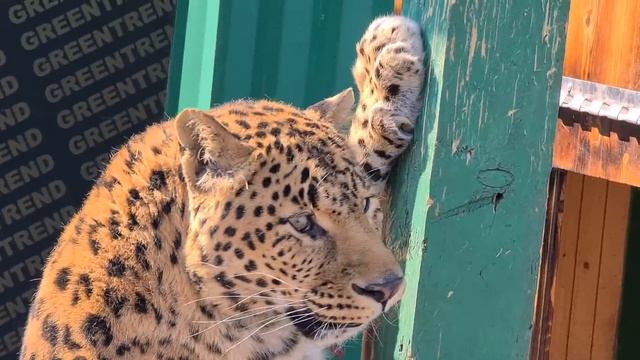 большие кошки -образец лени))) смотреть онлайн