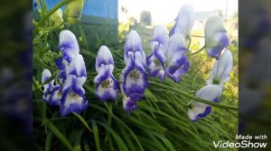 Цветы на даче