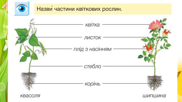 ЯДС  1 клас урок 44-46  РОСЛИНИ І ЇХ БУДОВА Жаркова