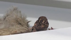 Воробей кормит своих птенцов