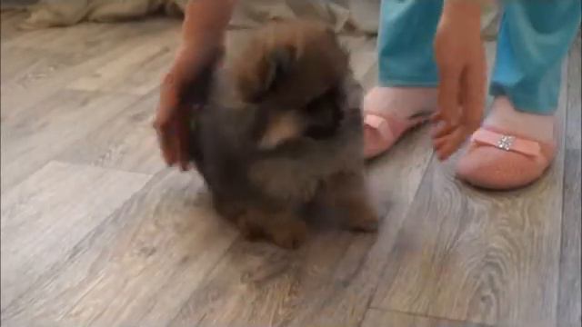 Шпицуля 2 месяца   подготовка к рингу!!!