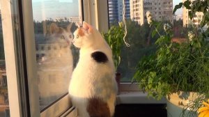 Немного кошек.