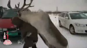 Самое ржачное видео в мире