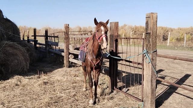 Кобылка Солли,первый раз под седлом. смотреть онлайн