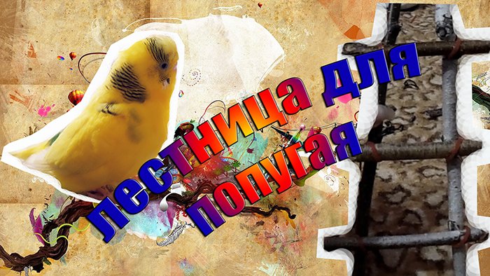 Как сделать лестницу для попугая своими руками?! IПростая лесенка для попугая. КАК СДЕЛАТЬ ЛЕСЕНКУ?
