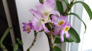 Не обрезайте дендробиум после цветения