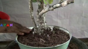 Best Bonsai - Jasminum sambac - Bali Flower