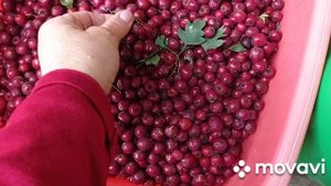 Боярышник.Сбор боярышника