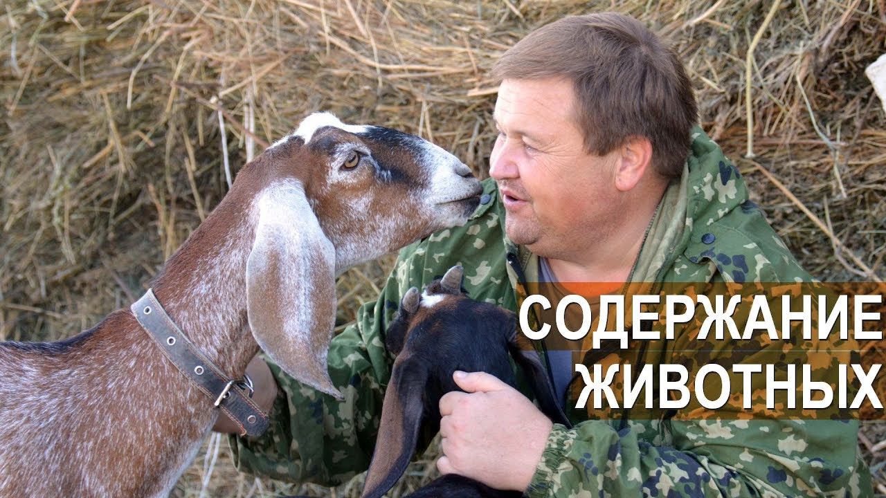 Содержание свиней, крупного и мелкого рогатого скота. КФХ Валерия Пряничникова