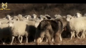 Caucasian shepherd dog breed | All you need to know