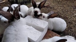 Соль для кролика нужна!.mp4